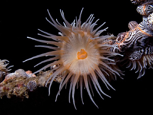 Anemone. East of Dili, East Timor by Doug Anderson 